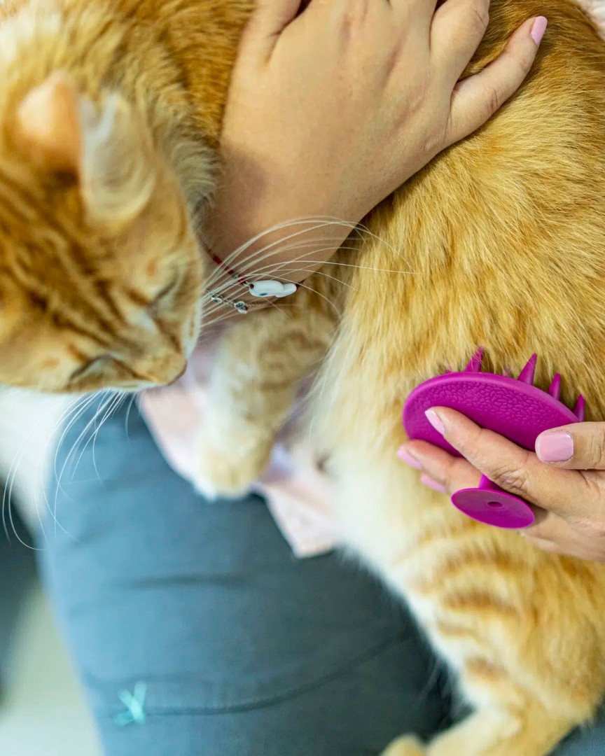 Yumuşak Silikon Uçlu Kedi ve Köpek Tarağı – Kullanımı Kolay Silikon Taraklar, Kedi Silikon Tarak Masaj Tarağı Modeli, Yumuşak Dokulu Silikon Kedi Tarağı  ATAPET (Pembe)